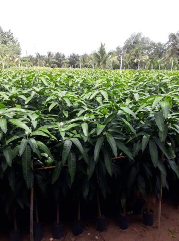 Cách Trồng Cây Xoài Đài Loan Đạt Năng Suất Cao Nhất