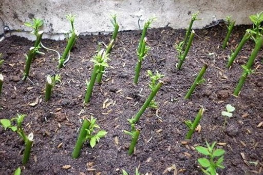 Cách Trồng Cây Hoa Hồng Từ Cành: Hướng Dẫn Chi Tiết A-Z Giâm Cành Thành Công