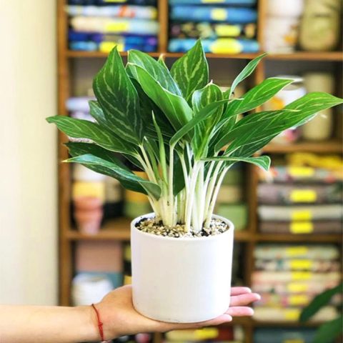 Cách Trồng Cây Bạch Mã Hoàng Tử Trong Nước Đúng Kỹ Thuật Chuyên Gia