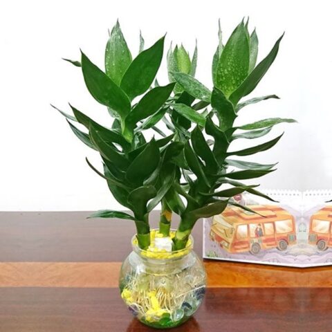 Cách Trồng Cây Phát Lộc: Hướng Dẫn Kỹ Thuật Chi Tiết Từ A Đến Z