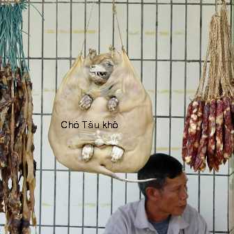 Cẩm Nang Chi Tiết cách chăm sóc cây tùng la hán Chuẩn E-E-A-T