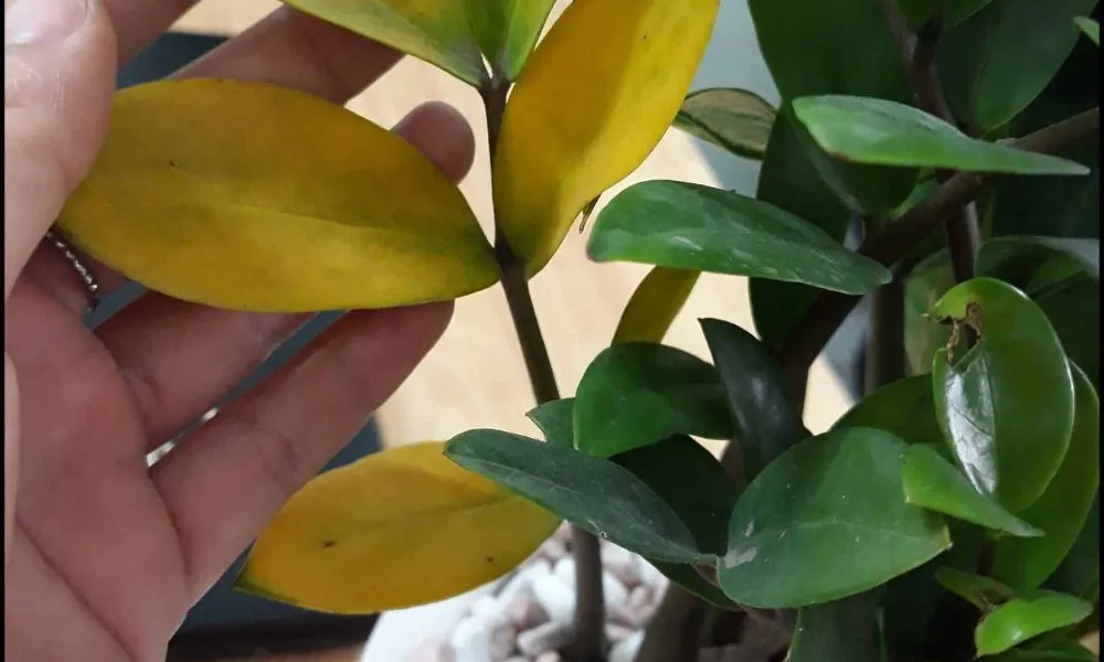 Các biện pháp phòng trừ sâu bệnh, vệ sinh lá để duy trì sức khỏe cho cây kim tiền