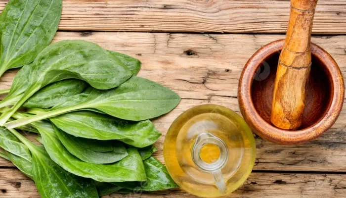 Các bộ phận của cây mã đề được thu hoạch để sử dụng làm dược liệu và thực phẩm