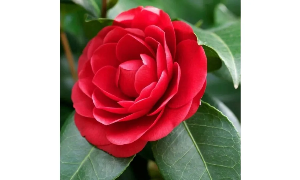 Các bông hoa trà đỏ Nhật Bản với cánh hoa xếp đan xen vào nhau, tạo thành cấu trúc hoa chắc chắn và nổi bật