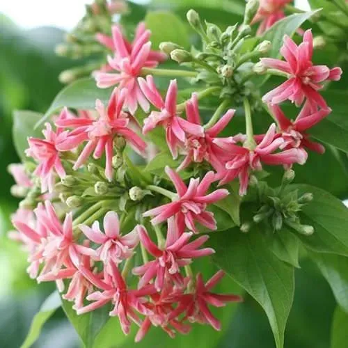 Các bước cắt tỉa và tạo tán cho cây hoa quân tử leo giàn