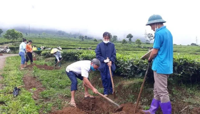 Các bước chi tiết trong kỹ thuật trồng cây trà xanh