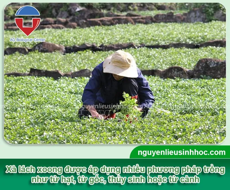 Các bước chi tiết trong kỹ thuật trồng cây xà lách thủy sinh và gieo hạt