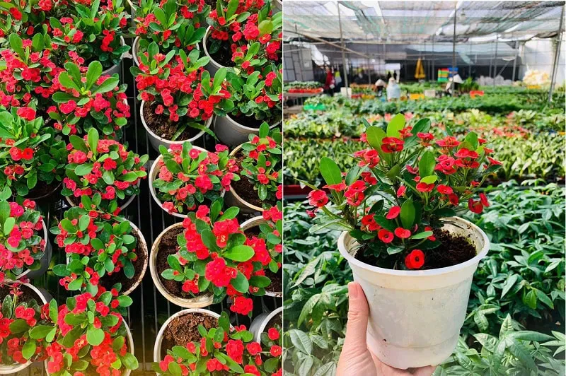 Các bước chi tiết trong quy trình nhân giống bằng cách giâm cành Xương Rồng Bát Tiên