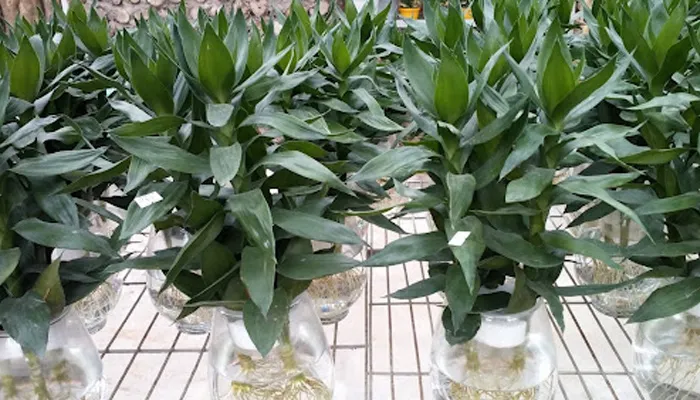 Các bước chuẩn bị và kỹ thuật trồng cây phát tài búp sen thủy canh trong bình nước