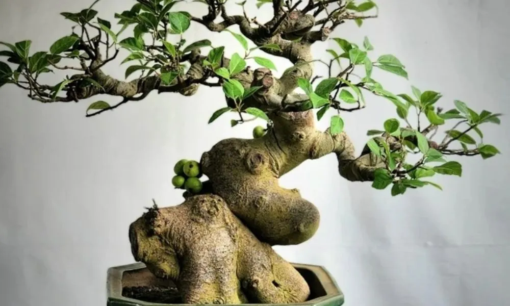 Các bước cơ bản trong quy trình tạo dáng và uốn thế cho cây sung cảnh bonsai