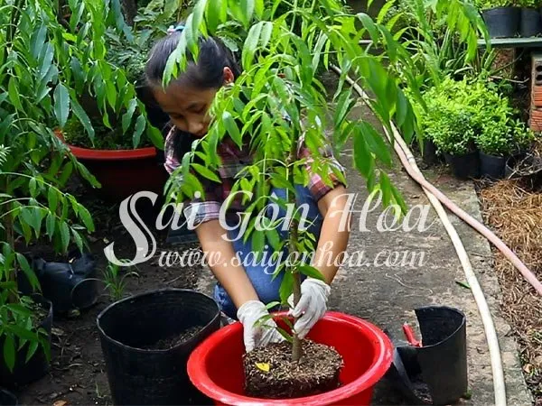 Các bước đặt cây giống vào chậu và thêm giá thể