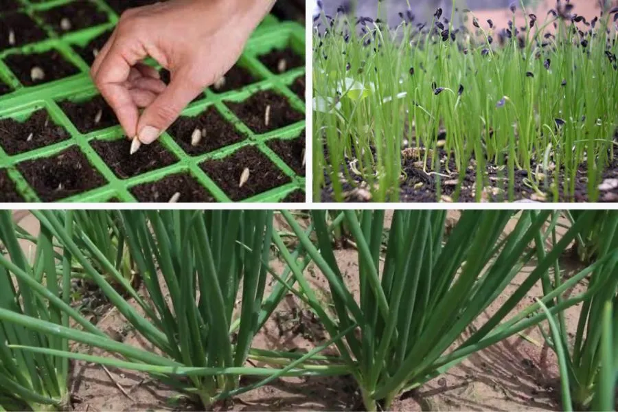 Các bước gieo trồng và chăm sóc cây hành lá từ hạt giống đến khi nảy mầm