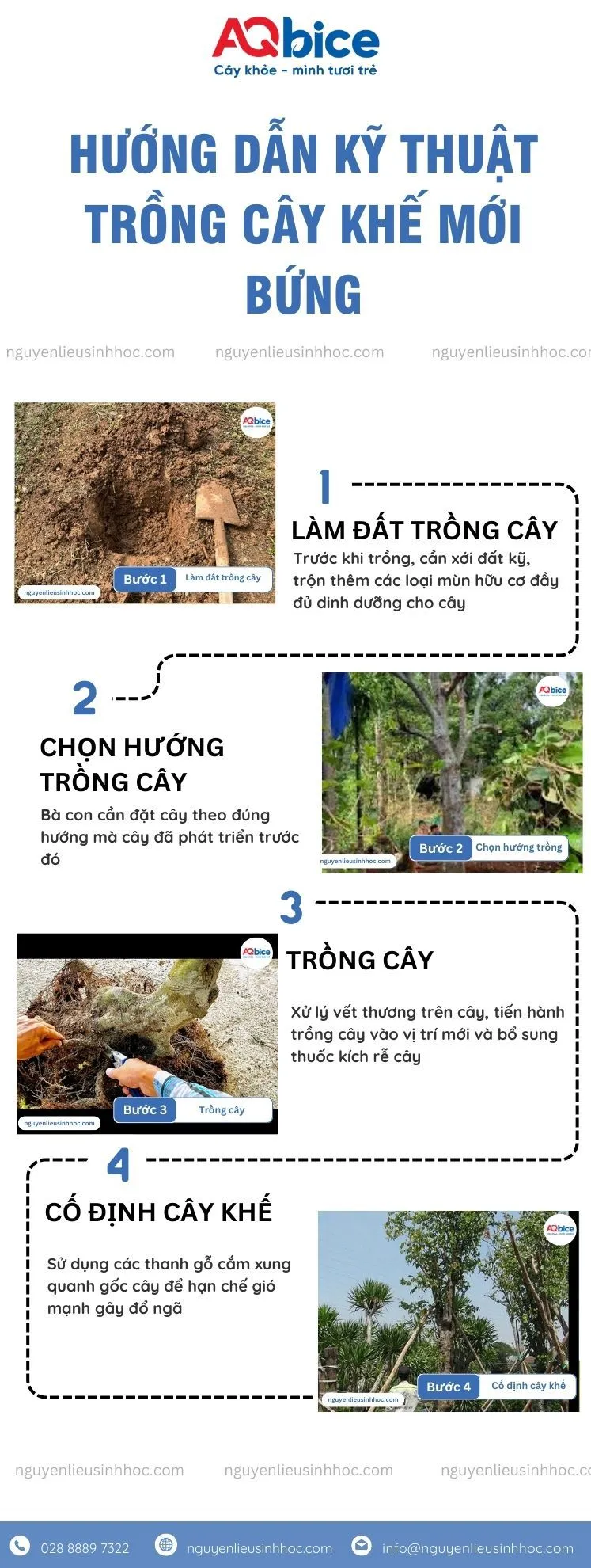 Các bước kỹ thuật trồng cây khế mới bứng chi tiết giúp cây nhanh ra rễ