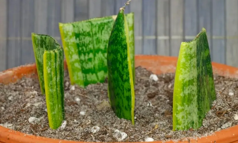 Các bước nhân giống lưỡi hổ bằng lá giâm trong hỗn hợp đất trồng tơi xốp.