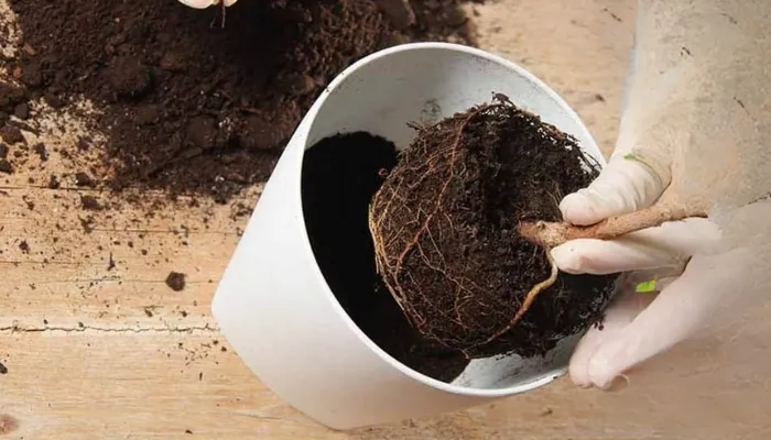 Các bước thay và sang chậu cho hoa dạ thảo