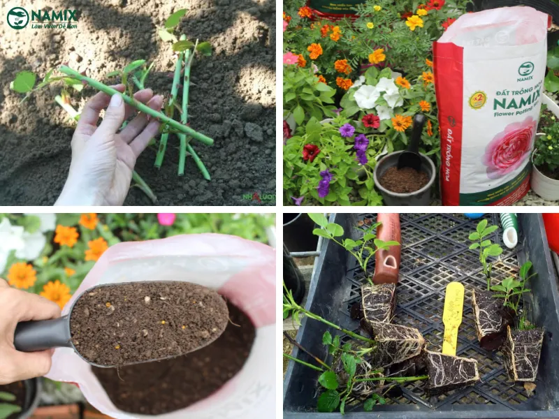 Các bước thực hiện kỹ thuật giâm cành hoa hồng leo để cây ra rễ và phát triển