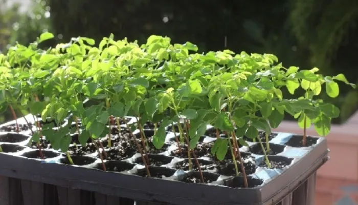 Các bước trồng cây khế con vào chậu cảnh đạt chuẩn