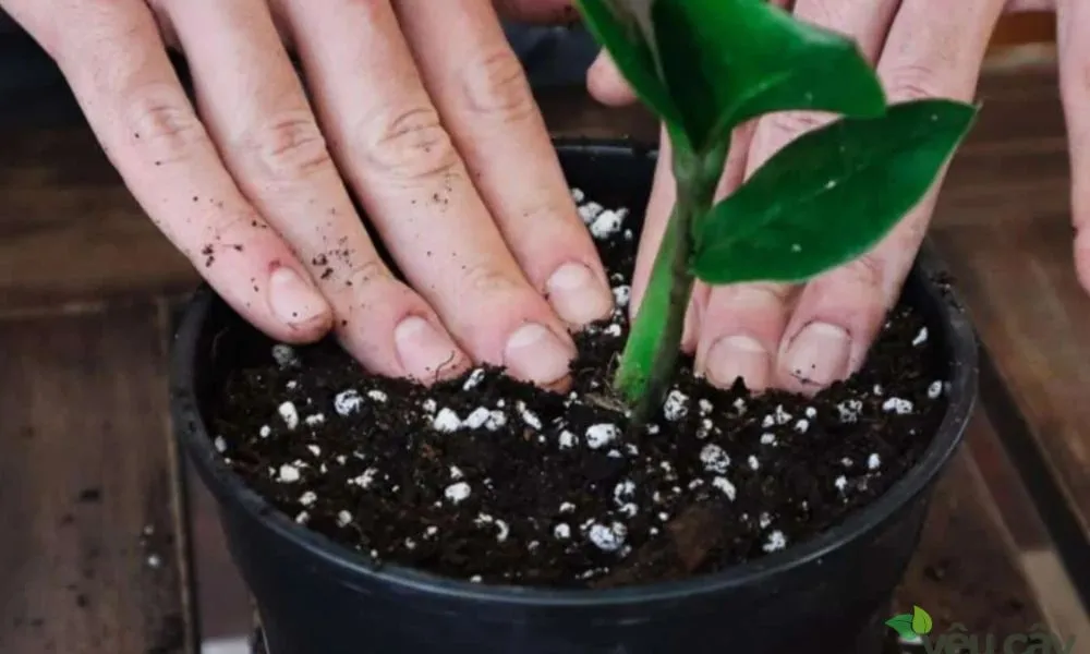 Các bước trồng cây kim tiền vào chậu, đảm bảo lớp thoát nước tốt ở đáy