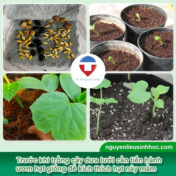 Các bước ươm hạt dưa lưới trồng trong chậu tại nhà chi tiết và dễ thực hiện