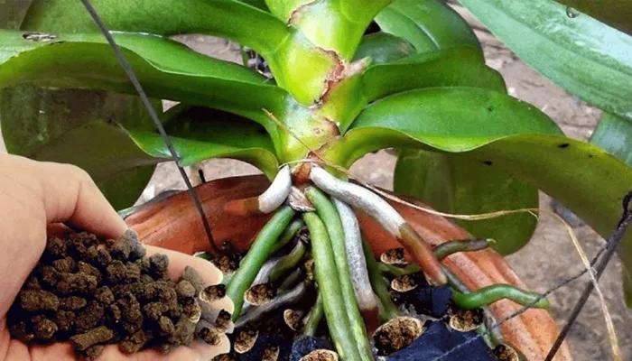 Các cách sử dụng phân dơi hiệu quả cho cây trồng