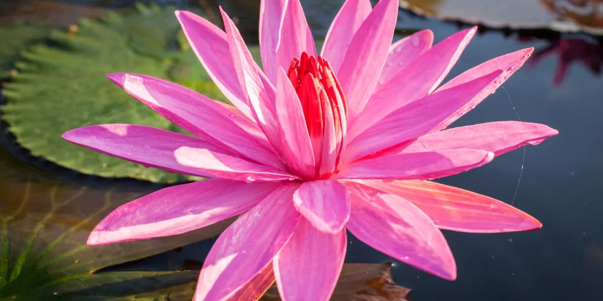 Các cách trồng hoa súng phổ biến