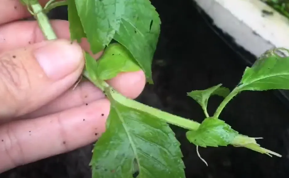 Các cành bạc hà đang được giâm xuống đất trong chậu