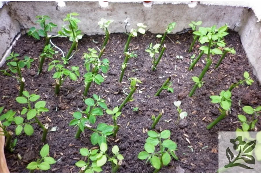 Các cành hoa hồng đang được giâm thành công trên giá thể đất xốp