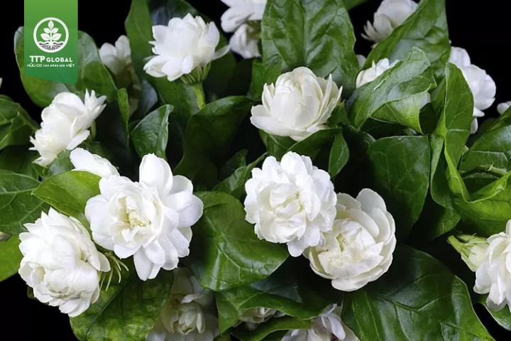 Cách Chăm Sóc Hoa Nhài Ra Hoa Quanh Năm: Hướng Dẫn Kỹ Thuật Chuyên Sâu