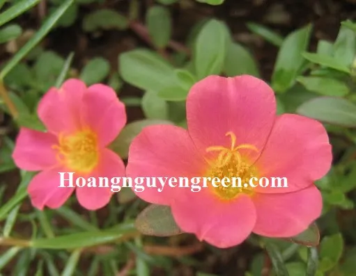 Các cây hoa Mười Giờ Sam màu hồng và vàng đang nở rộ trong chậu cảnh