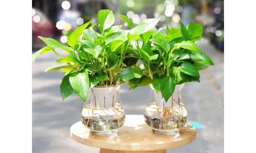 Các cây vạn niên thanh lá nhỏ được trồng trong bình thủy tinh với rễ trắng đẹp mắt