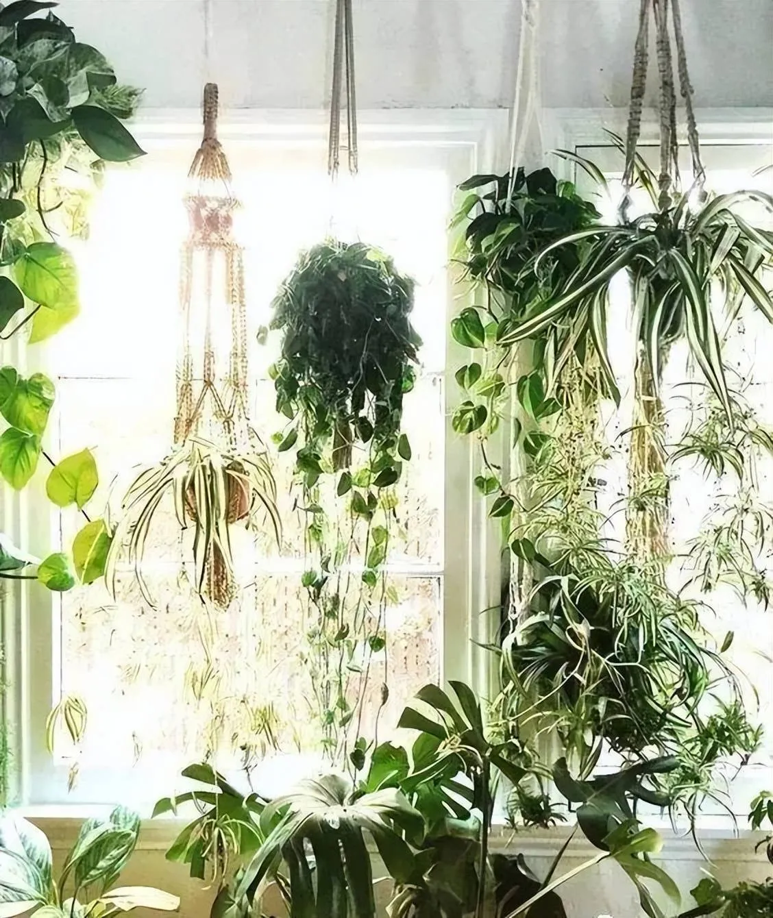 Các chậu cây cảnh được treo lơ lửng trước cửa sổ, tận dụng ánh sáng tối đa và tạo màn che tự nhiên.