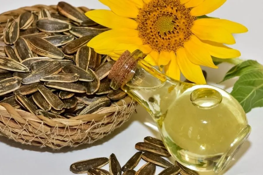 Các công dụng của cây hướng dương như làm thực phẩm và cắm hoa