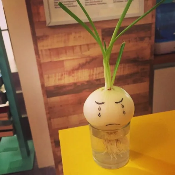 Các củ hành tây đã phát triển lá xanh và rễ dài, được trang trí trên bàn làm cây cảnh nội thất theo phương pháp thủy canh.