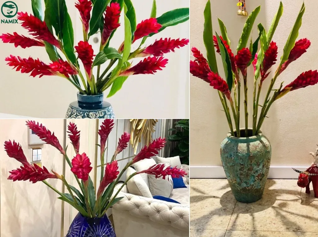 Các cụm hoa màu đỏ rực rỡ và bắt mắt của cây hoa hạnh phúc được dùng để trang trí nhà cửa