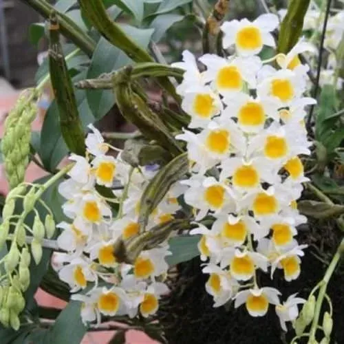 Các cụm lan thủy tiên đang được trồng vào chậu đất nung