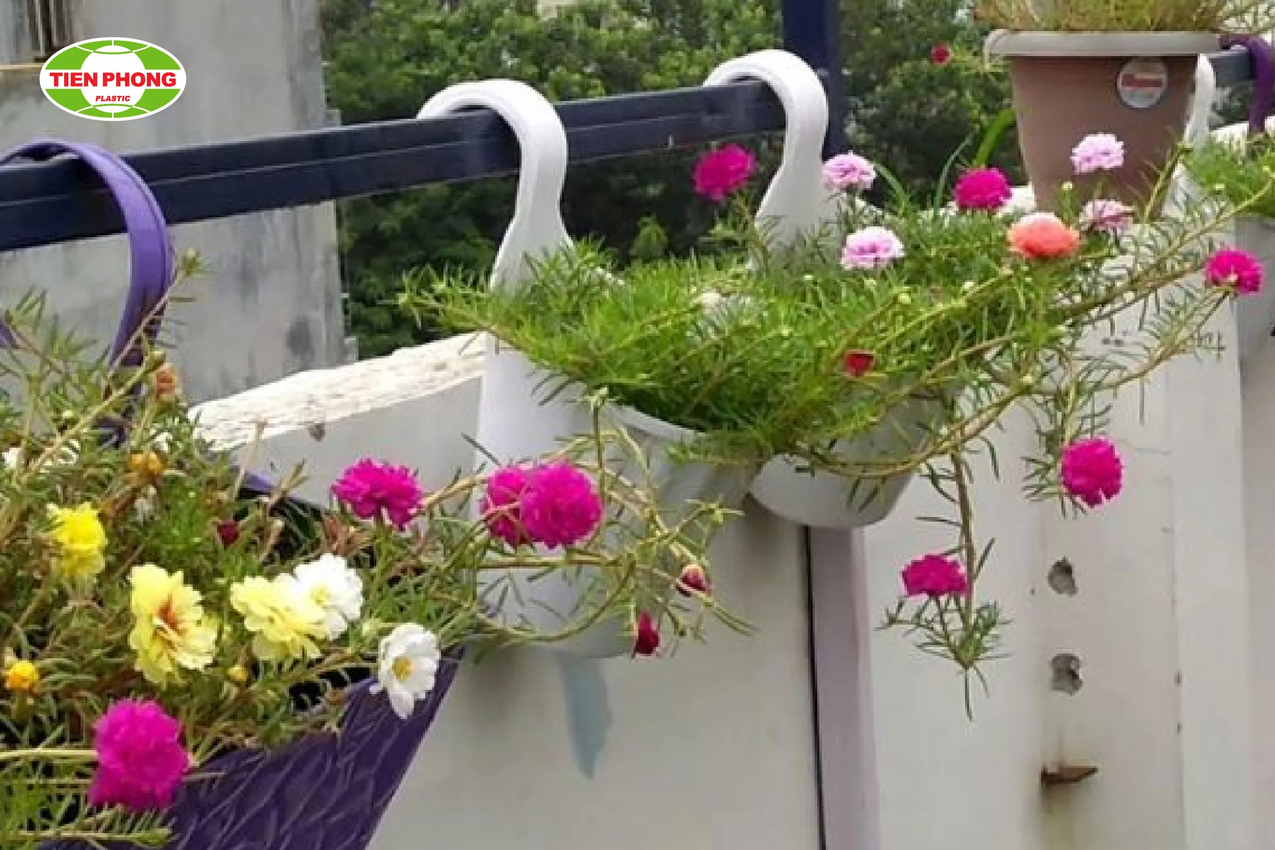 Các đoạn ống nhựa ngắn được treo ngang để trồng hoa mười giờ