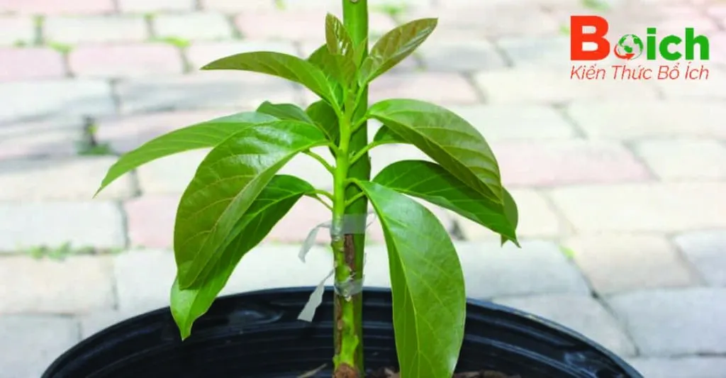 Các dụng cụ cần thiết để ghép cây bơ bao gồm dao ghép, băng quấn, và quy trình chuẩn bị gốc ghép