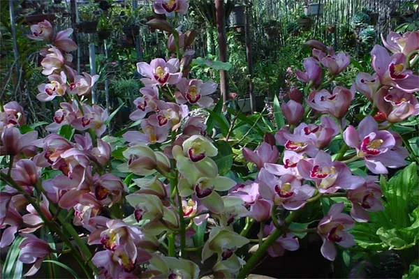 Các giai đoạn chăm sóc địa lan để ra hoa nở đúng tết