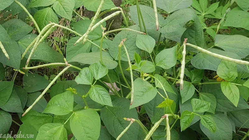 Các giai đoạn phát triển và dặm cây của đỗ đen