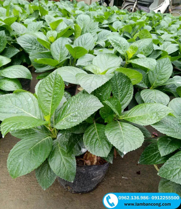 các giống cẩm tú cầu dân trồng khỏe mạnh