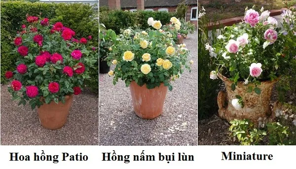 Các giống cây hoa hồng thích hợp trồng trong chậu có kích thước nhỏ gọn