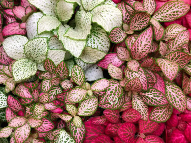 Các giống cây may mắn Fittonia albivenis đa dạng màu sắc, dễ chăm sóc tại nhà