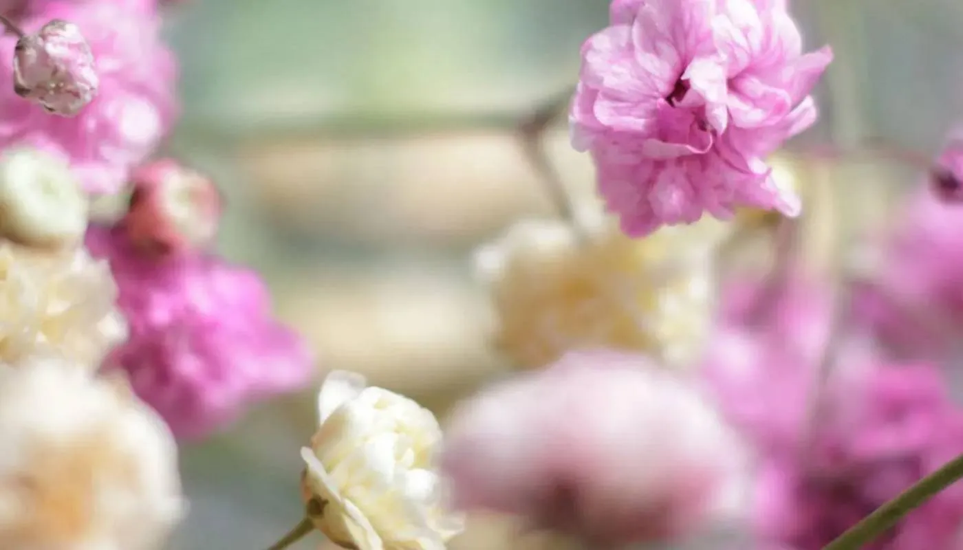 Các giống hoa baby phổ biến, bao gồm màu trắng, hồng và xanh