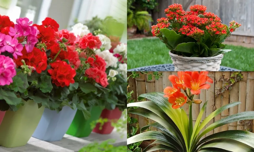 Các giống hoa phổ biến nên trồng trong chậu nhỏ bền màu và lâu tàn