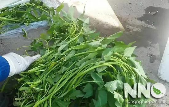 Các hom giống rau muống nước được cắt cẩn thận chuẩn bị cho việc giâm cành