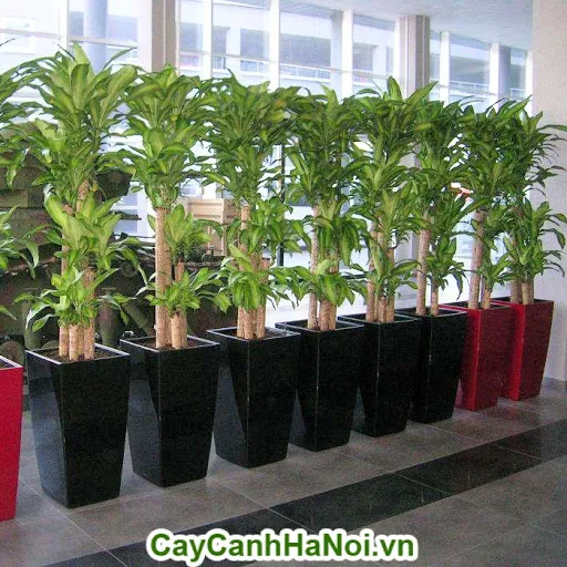 Các kỹ thuật trồng Thiết Mộc Lan