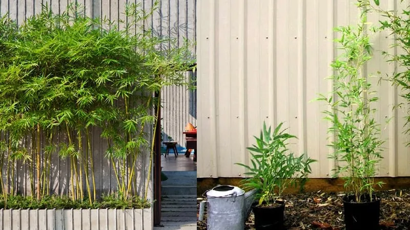 Các loại cây cảnh phong thủy nên trồng ở nhà hướng Nam để hút tài lộc