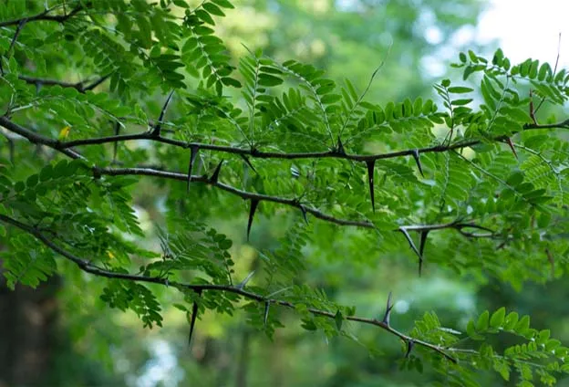 Các loại cây có gai nhọn như xương rồng là cây gì không nên trồng trước nhà