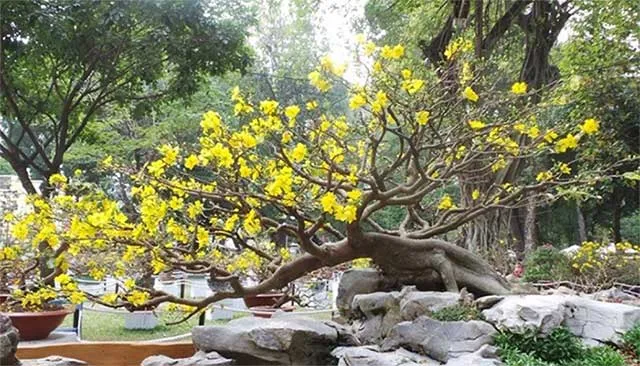 Các loại cây mai khác nhau đòi hỏi phương pháp chăm sóc riêng biệt sau tết