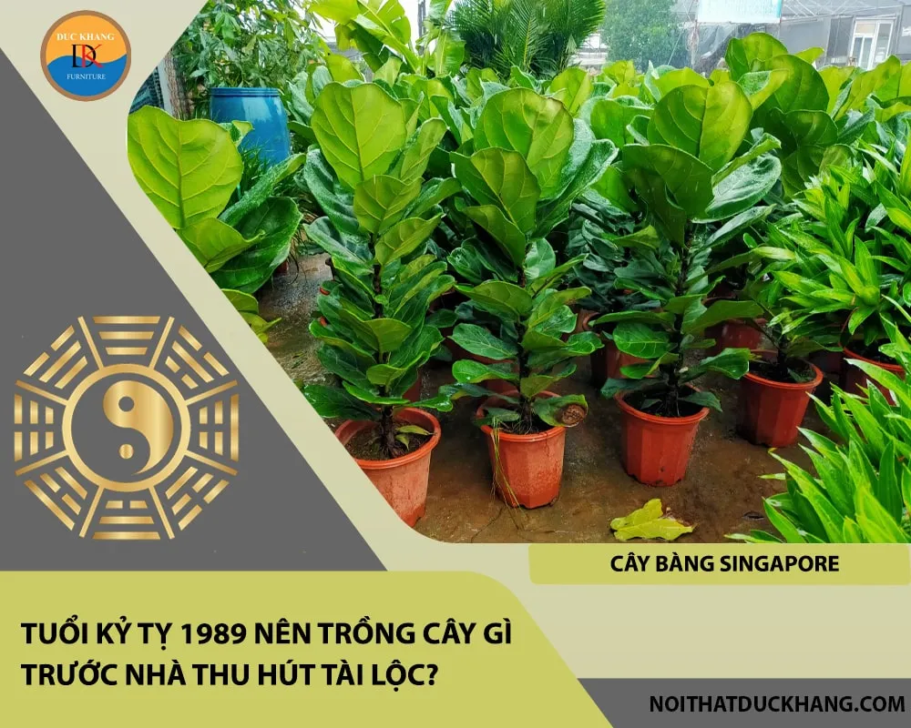 Các loại cây phong thủy cho người tuổi Kỷ Tỵ 1989 cần được chăm sóc thường xuyên